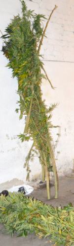 W Byczynie policja zlikwidowała imponującą plantację konopi