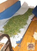 W Byczynie policja zlikwidowała imponującą plantację konopi