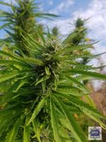 W Byczynie policja zlikwidowała imponującą plantację konopi