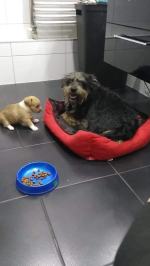 Kobieta utopiła 5 psów w szambie. Tłumaczyła, że topiła "tylko suki"