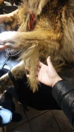 Duchowny doprowadził zwierzę to makabrycznego stanu?