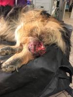 Duchowny doprowadził zwierzę to makabrycznego stanu?