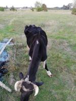 Inspektorzy TOZ interweniowali w gminie Ozimek. Odebrali skrajnie wygłodzoną krowę 