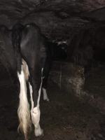 Inspektorzy TOZ interweniowali w gminie Ozimek. Odebrali skrajnie wygłodzoną krowę 