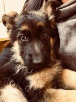 Kusząco niskie ceny rasowych psów? TOZ ostrzega: "Nie napędzajmy popytu"