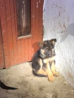 Kusząco niskie ceny rasowych psów? TOZ ostrzega: "Nie napędzajmy popytu"