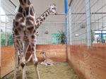 Mała żyrafa, która urodziła się w ZOO jest w świetnej kondycji