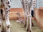 Mała żyrafa, która urodziła się w ZOO jest w świetnej kondycji