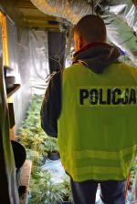 Policja zlikwidowała plantacje marihuany pod Prudnikiem