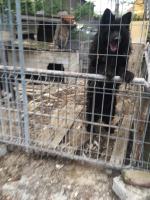 Inspektorzy TOZ odebrali z "hodowli" 10 psów. Żyły w makabrycznych warunkach