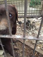 Inspektorzy TOZ odebrali z "hodowli" 10 psów. Żyły w makabrycznych warunkach