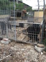 Inspektorzy TOZ odebrali z "hodowli" 10 psów. Żyły w makabrycznych warunkach