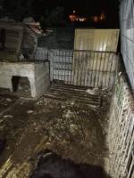 Inspektorzy TOZ odebrali z "hodowli" 10 psów. Żyły w makabrycznych warunkach