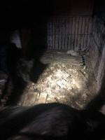 Inspektorzy TOZ odebrali z "hodowli" 10 psów. Żyły w makabrycznych warunkach