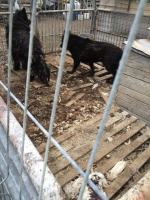 Inspektorzy TOZ odebrali z "hodowli" 10 psów. Żyły w makabrycznych warunkach