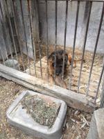 Inspektorzy TOZ odebrali z "hodowli" 10 psów. Żyły w makabrycznych warunkach