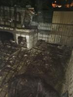 Inspektorzy TOZ odebrali z "hodowli" 10 psów. Żyły w makabrycznych warunkach