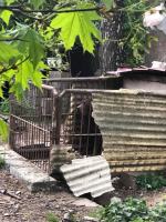 Inspektorzy TOZ odebrali z "hodowli" 10 psów. Żyły w makabrycznych warunkach