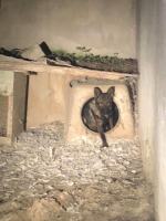 Inspektorzy TOZ odebrali z "hodowli" 10 psów. Żyły w makabrycznych warunkach