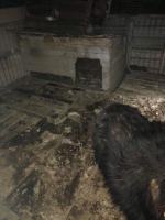 Inspektorzy TOZ odebrali z "hodowli" 10 psów. Żyły w makabrycznych warunkach