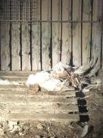 Inspektorzy TOZ odebrali z "hodowli" 10 psów. Żyły w makabrycznych warunkach