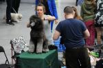 W Centrum Wystawienniczo-Kongresowym trwa Wystawa Psów Rasowych
