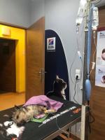 Odpowie za znęcanie się nad małym psem