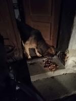 Horror w powiecie prudnickim. Zwierzęta z głodu zjadały siebie nawzajem