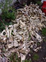 Horror w powiecie prudnickim. Zwierzęta z głodu zjadały siebie nawzajem