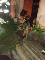 Horror w powiecie prudnickim. Zwierzęta z głodu zjadały siebie nawzajem