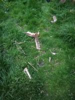 Horror w powiecie prudnickim. Zwierzęta z głodu zjadały siebie nawzajem