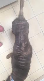 Opolski TOZ interweniował w Ozimku i gminie Niemodlin. Odebrano skrajnie zaniedbane psy