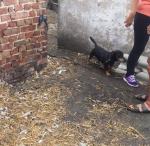 Opolski TOZ interweniował w Ozimku i gminie Niemodlin. Odebrano skrajnie zaniedbane psy