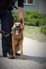 "Furia" - nowy czworonożny funkcjonariusz 