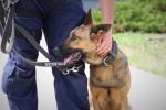 "Furia" - nowy czworonożny funkcjonariusz 
