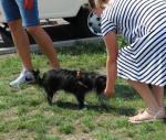 Podczas upałów nie zapominajmy o czworonogach!