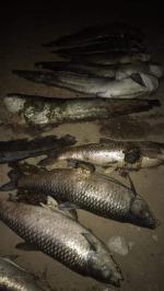 WOPR-owcy całą noc łowili kolejne śnięte ryby z Nysy Kłodzkiej