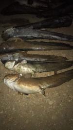 WOPR-owcy całą noc łowili kolejne śnięte ryby z Nysy Kłodzkiej