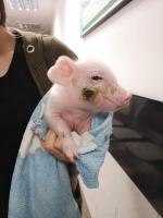 Świnka została "skazana" przez gospodarza na powolną śmierć. Interwencja TOZ 