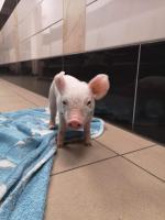 Świnka została "skazana" przez gospodarza na powolną śmierć. Interwencja TOZ 