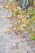 Zalegające na chodniku odchody obrzydzają mieszkańców ul. Bonczyka