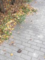 Zalegające na chodniku odchody obrzydzają mieszkańców ul. Bonczyka