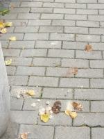 Zalegające na chodniku odchody obrzydzają mieszkańców ul. Bonczyka