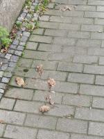 Zalegające na chodniku odchody obrzydzają mieszkańców ul. Bonczyka