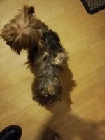 8 psów w typie york i shih tzu odebranych w karygodnym stanie