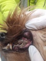 8 psów w typie york i shih tzu odebranych w karygodnym stanie