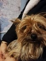 8 psów w typie york i shih tzu odebranych w karygodnym stanie