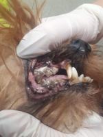 8 psów w typie york i shih tzu odebranych w karygodnym stanie