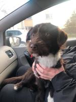 Odebrano mu psy, bo o nie nie dbał, więc znalazł nowego na łańcuch