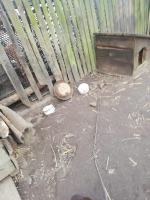 Odebrano mu psy, bo o nie nie dbał, więc znalazł nowego na łańcuch